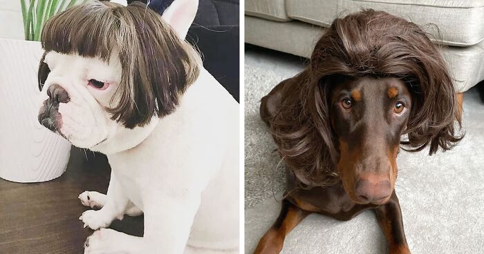 Apparently Dogs In Wigs Are An Instagram Trend And Here Are 50 Of The Cutest Ones | Bored Panda