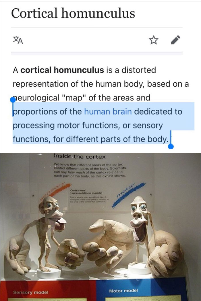 Models Of The Body Which Show Body Parts Proportional To Size Of Their Region In The Brain. Larger Body Parts Mean There’s More More Cortical Space Devoted To That Body Part’s Movement (For The Motor Map) Or Sensation (For The Sensory Map). They Look Like Nightmarish Little Gnomes!!!