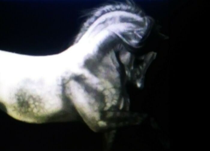 Andalusian Horse Charcoal