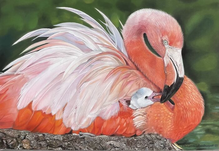 A Flamingo’s Love