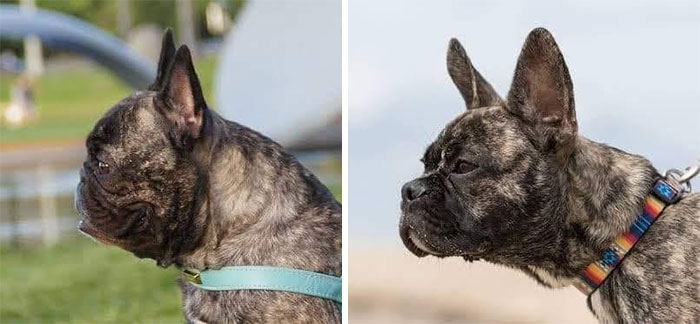 Posture changes of French bulldog 