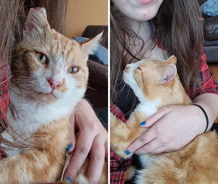 The Rescue Centre Said Nobody Wants Him Because He's FIV+ And That He's Desperate For A Home Because He Just Loves People. Adopted Him Today And I Think He's Happy