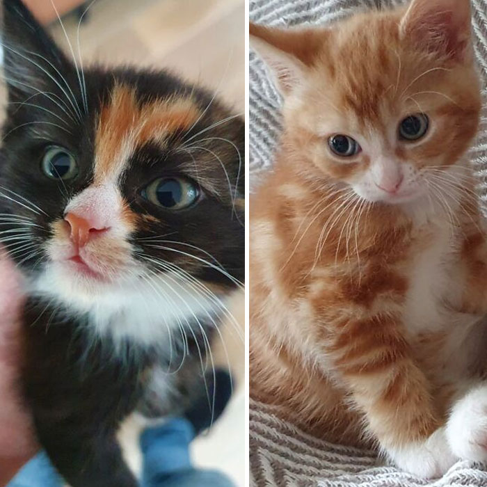 I'm Adopting These Two Kitten In 2 Weeks, They Are So Cute! I Can't Wait!
