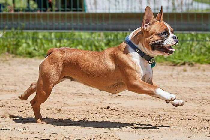 Brown and white French bulldog running on sand 