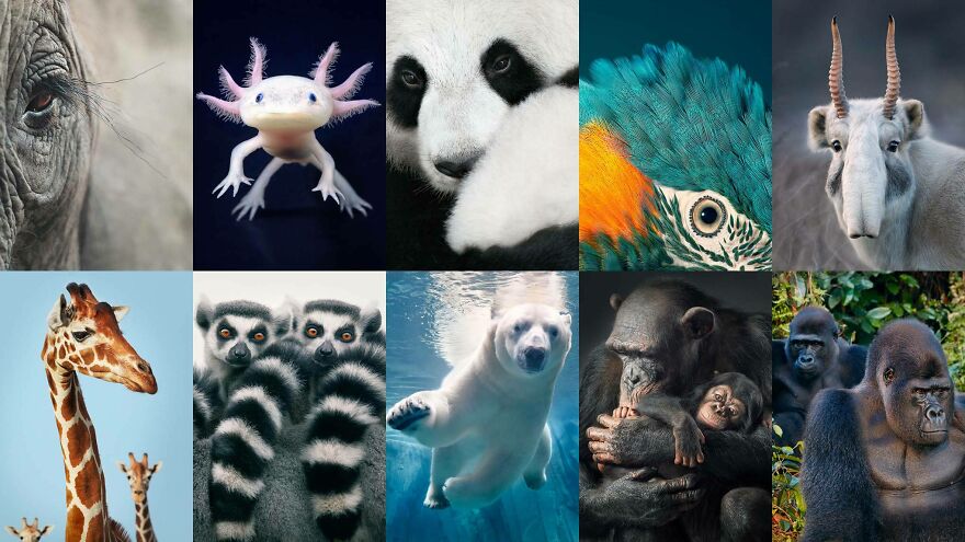 Hey Pandas, What’s Your Dream Pet? Hey Pandas, What’s Your Dream Pet?