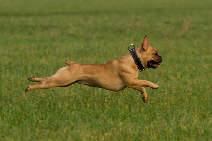 Brown French bulldog running in grass field 