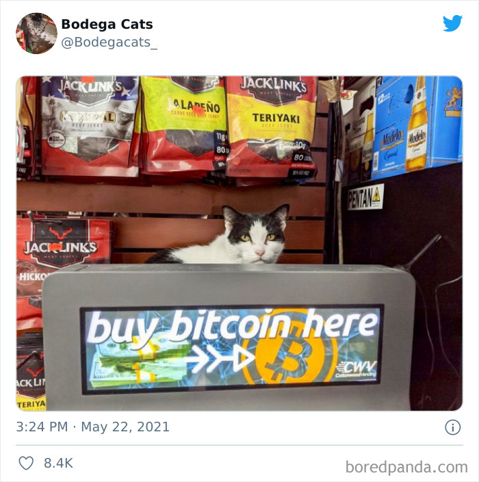 Cats-Store-Bodega-Pics