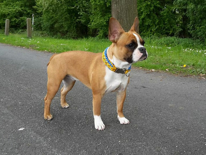 Brown and white French bulldog standing on road 