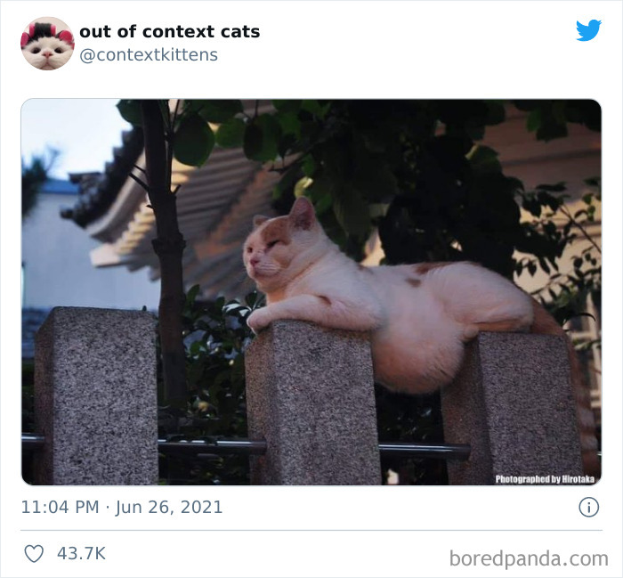 Out-Of-Context-Cat-Pics