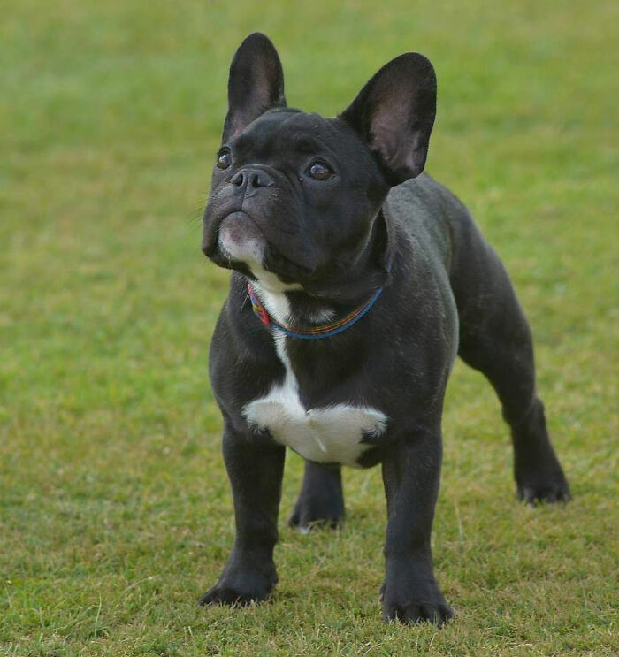 Black and white French bulldog standing on grass 