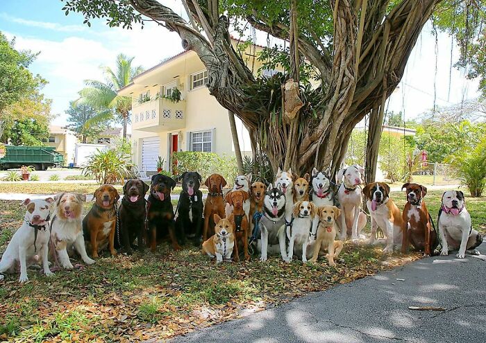 This Dog Daycare Center Manages The Impossible By Taking Perfect Group Dog Photos (30 Pics)