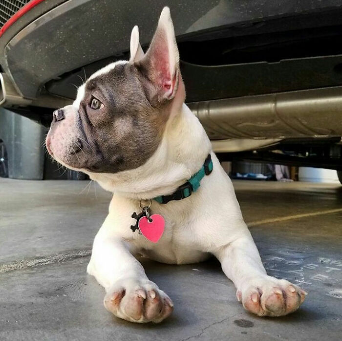 Black and white French bulldog laying under a car 
