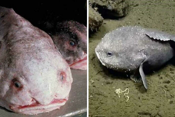 Blobfish Are Not Actually That Ugly - Most Photos Are Taken After It Has Been Pulled Out Of The Water And Suffered Tissue Damage. Their Natural Habitat Is At Extremely Low Depths