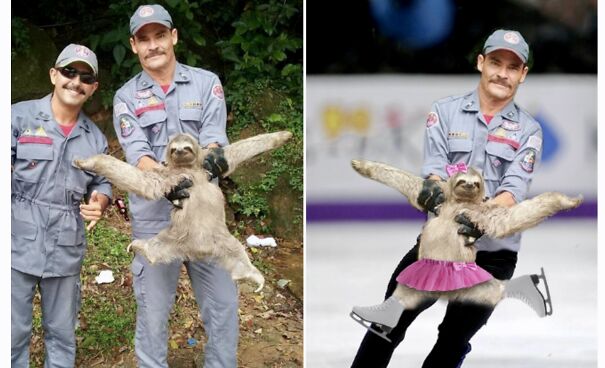Rescued Sloth Becomes Gold Medalist