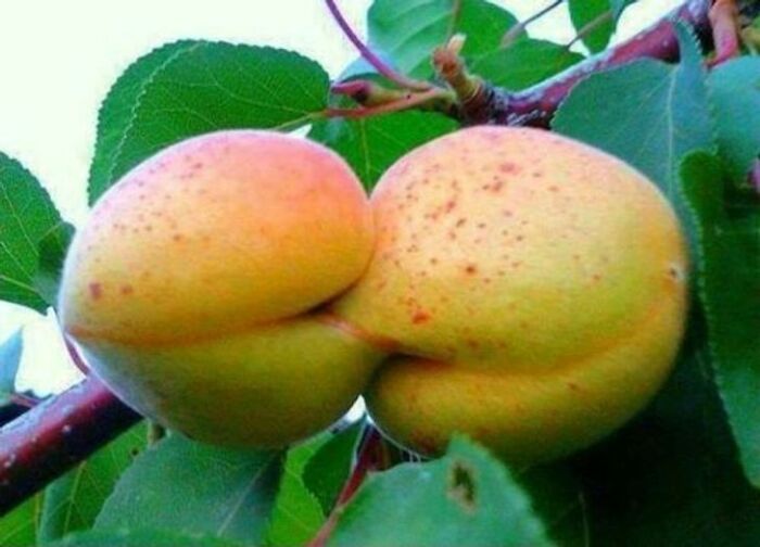 Naughty Pears