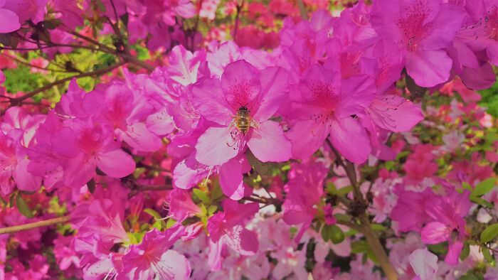 National Arboretum Azalea Collection = Bee Paradise!