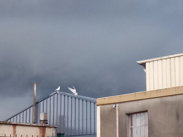 This Seagulls, Just Before A Storm, No Photoshop, Just Insane Sky And Light And Factory Buildings. Man vs. Wild.