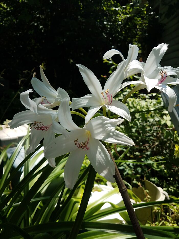 My Volunteer Beautiful Carolina Crinum Lily, Gave Me 5 Stalks Of Blossoms This Year. A Record. This Is The Last Stalk, 3 Opened One Day And 3 The Next. Blossoms Only Last 2 Days, So I Was Able To Finally Get A Pic Of All Looking Fresh. As The Others Opened 2 At A Time!