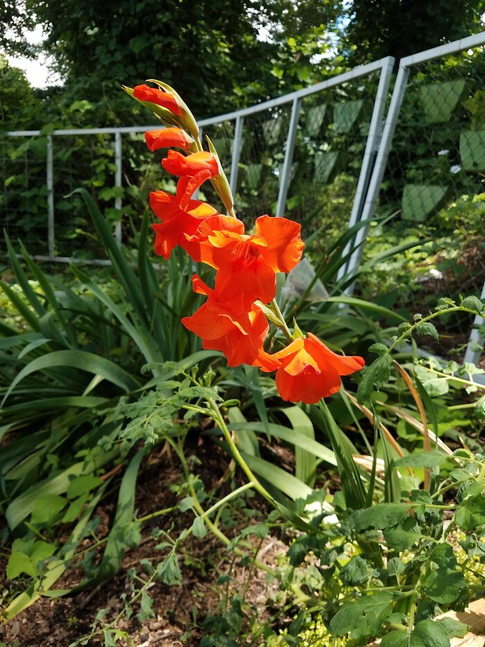 Planted Gladiolus Bulbs This Year. Only One Bloomed. These Blooms Were So Perfect They Looked Fake!