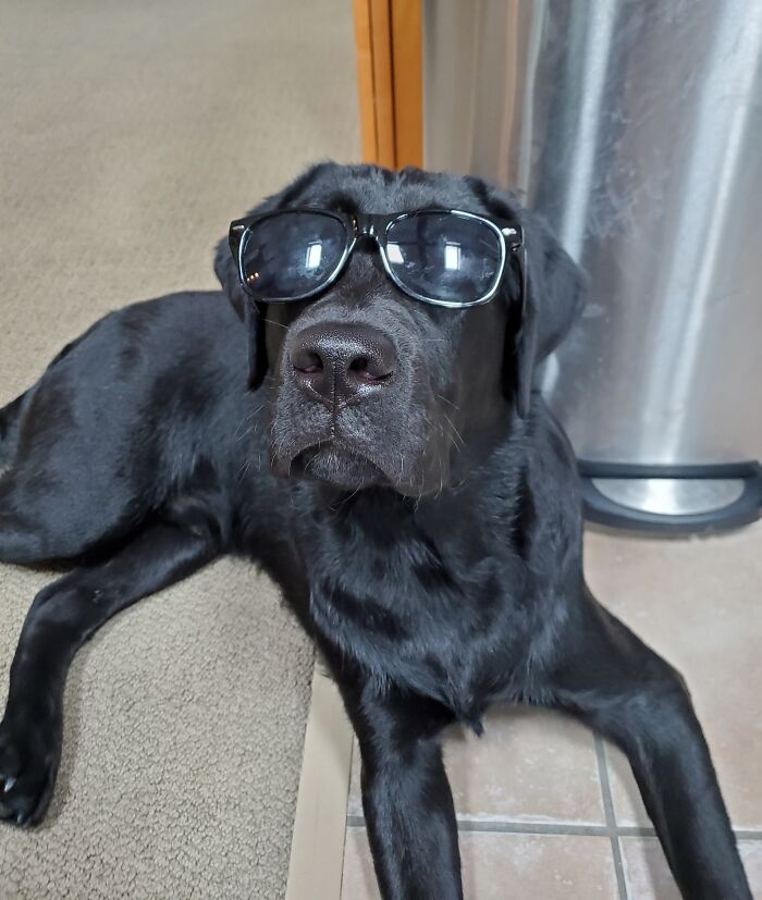 This Is Ernie, Rocking His Shades 😋