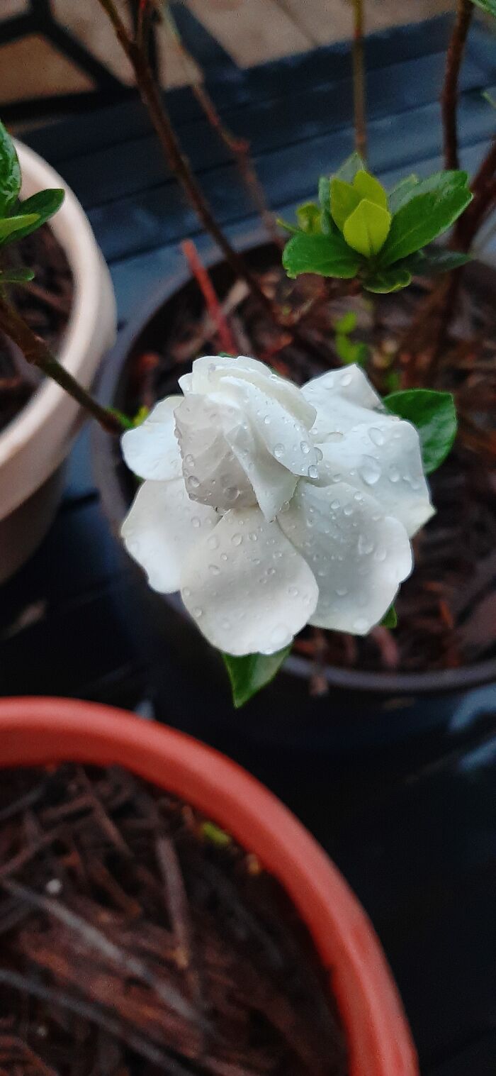 After A Near Death Winter My Gardenia Is Finally Blooming Again!
