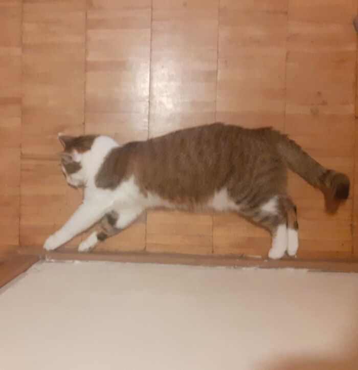 My Cat Forgot Where The Center Of Gravity Was