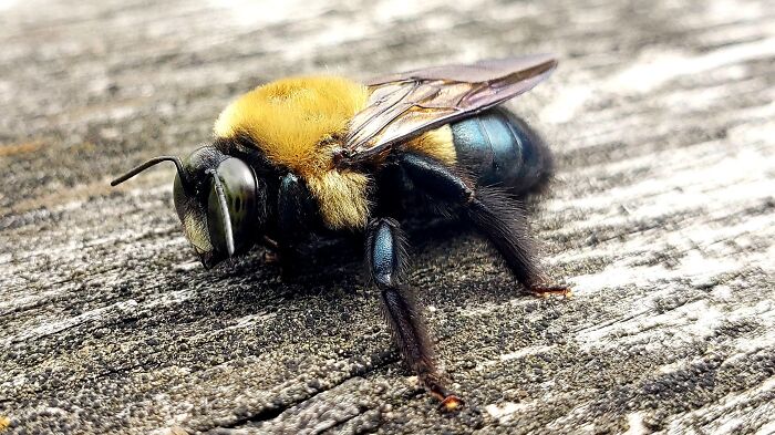 Fuzzy Little Bee Buzzing Around My Porch.