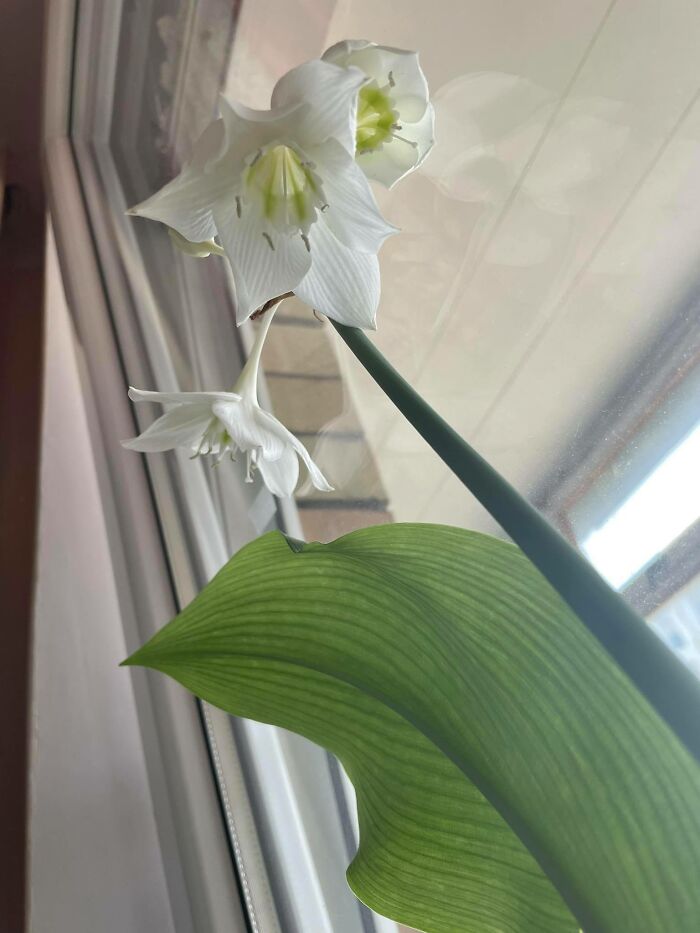 Proud Of My Blooming Amaryllis