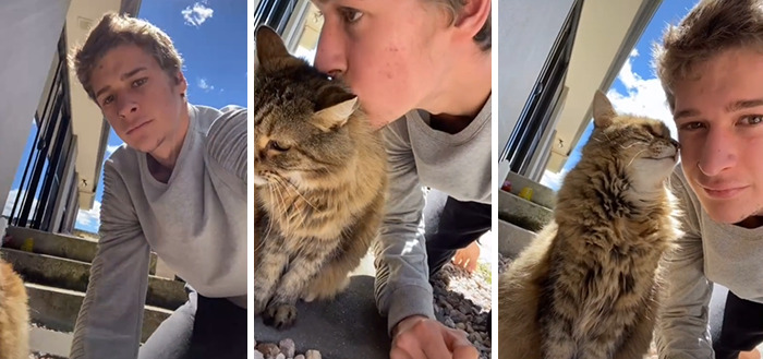 The Owners Staged A Flash Mob And Showed How Their Pets Reacted To Receiving An Unexpected Kiss On The Forehead
