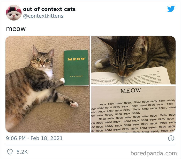 The “Out Of Context Cats” Twitter Page Shares Cat Pics That Give Off Confusing Energy (50 Pics)