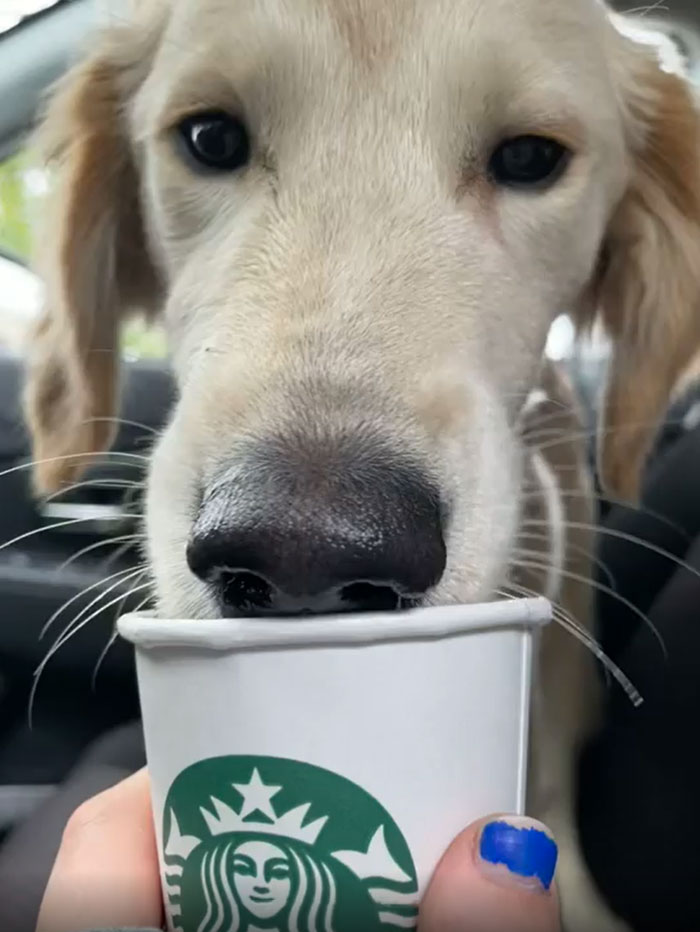 Today I Adopted My First Rescue Dog And Treated Him To His First Of Many Puppuccinos