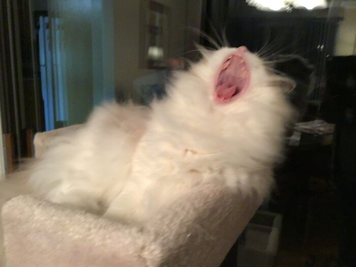 A Real Yawn With Her Nose In The Air........