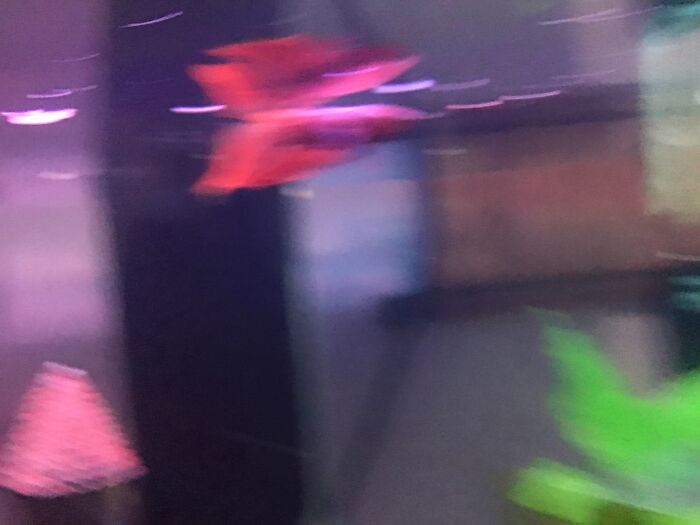 Super Blurry Photo Of Our Betta Fish Fawkes