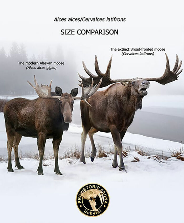 39 Visual Comparisons Of The Size Of Long-Extinct Animals With Their Modern Relatives