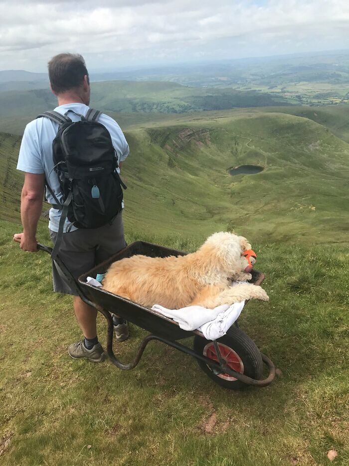 Estas tiernas fotos muestran a un hombre que lleva a su perro enfermo a una última aventura en carretilla