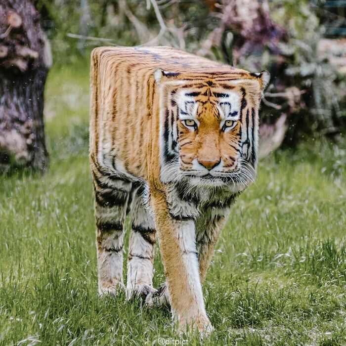What If… Real Animals Were Cubic Shaped Animals From The Minecraft Game? (22 New Pics)