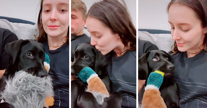 The Owners Staged A Flash Mob And Showed How Their Pets Reacted To Receiving An Unexpected Kiss On The Forehead