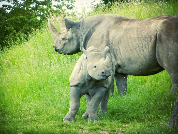 🦏💕i Love Photographing Animals & This Mum & Baby Rhino At A Safari Park Is One Of My Faves