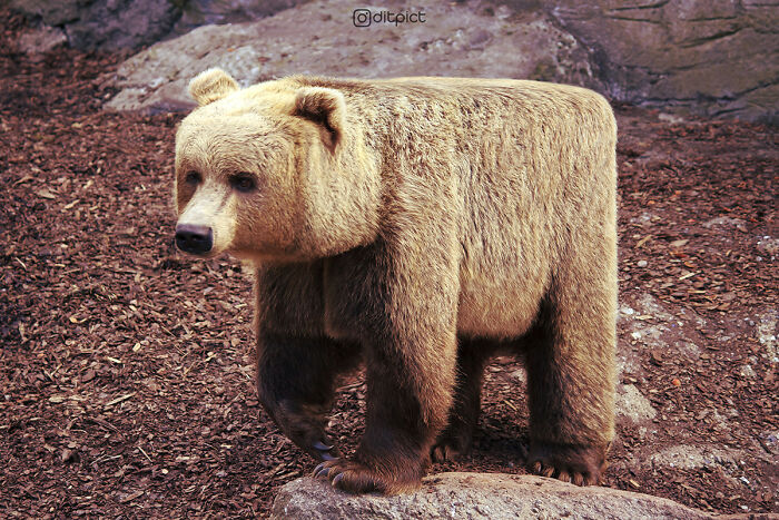 What If… Real Animals Were Cubic Shaped Animals From The Minecraft Game? (22 New Pics)