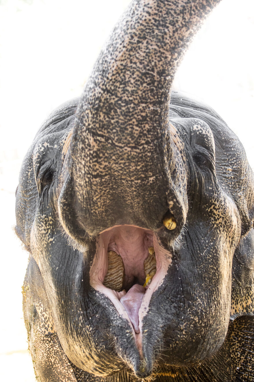 I Took Pictures Of Elephants At +40 Degrees