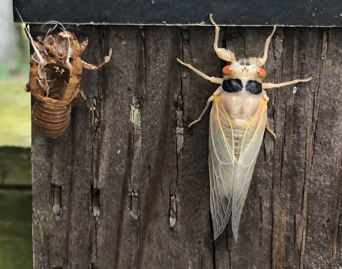 Brood X Cicada N Shell (Annapolis, Md | 2021-05-31)