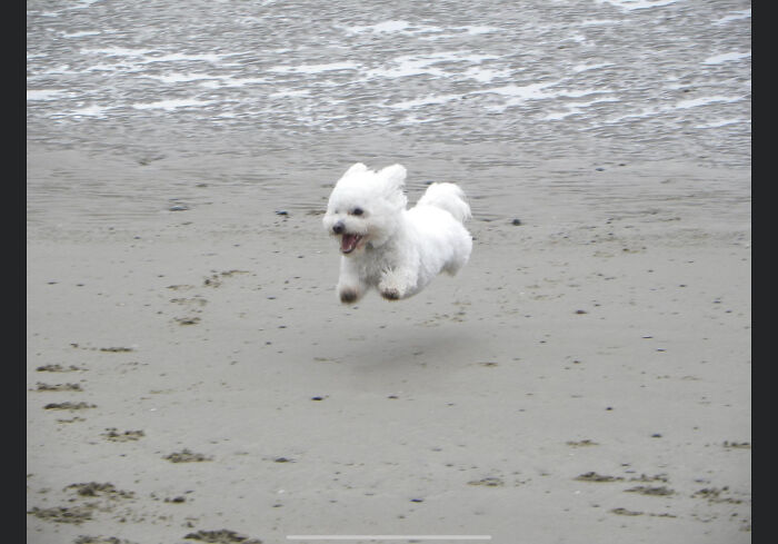 My Lil Cloud Dog, He Looks Like Hes Floating 😂