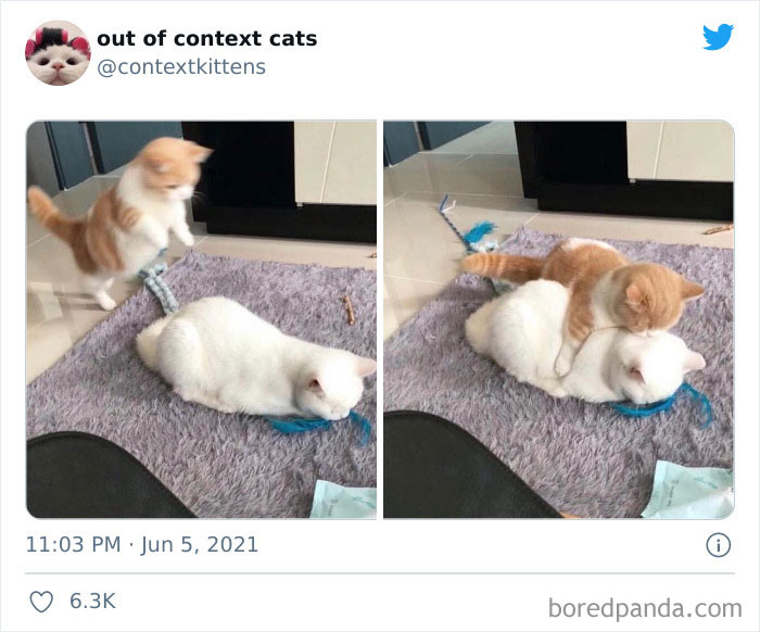 The “Out Of Context Cats” Twitter Page Shares Cat Pics That Give Off Confusing Energy (50 Pics)