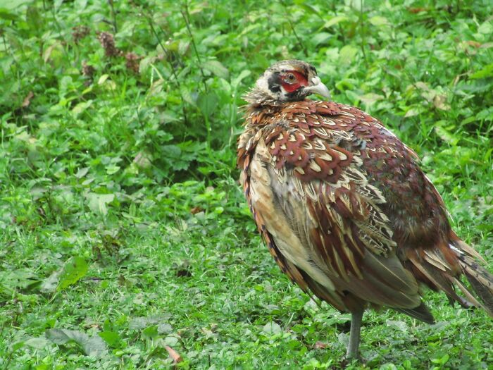 Pheasant In Yorkshire