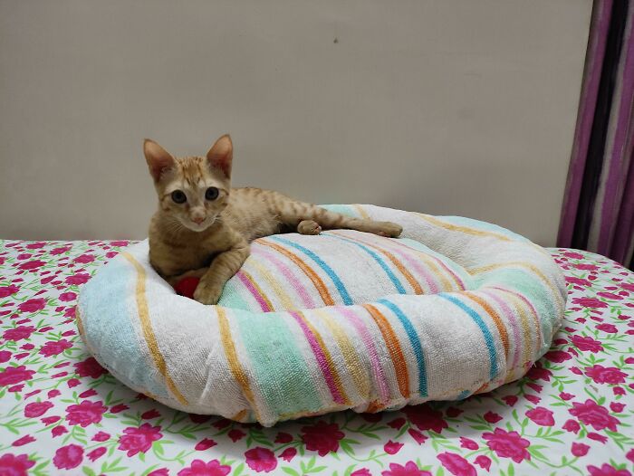 A Bed Made Out Of An Old Towel And Stuffing From An Even Older Soft Toy, For My Cat!