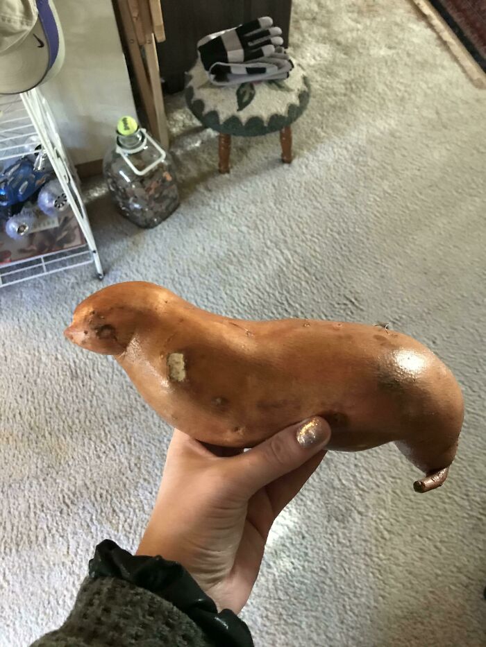 My Sweet Potato Looks Like A Sea Lion