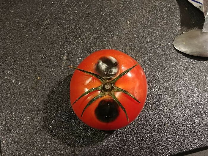 The Way This Tomato From My Garden Looks Like A Giant Ant Is Eating It