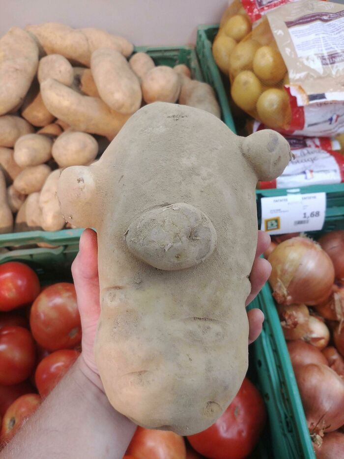 This Gigantic Potato That Looks Like Sid From Ice Age