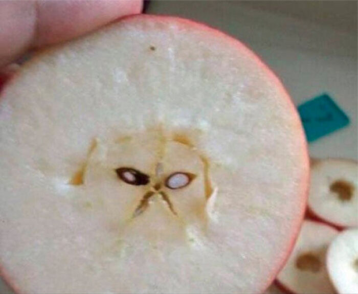 Grumpy Cat Apple