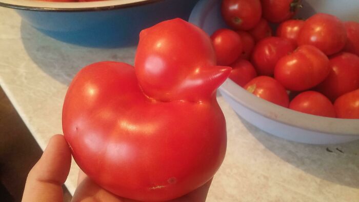 Este tomate parece un patito